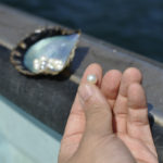 ヤマトヤが仕入れている宇和島の真珠は、過保護に育てられているんです♡
